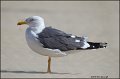 _2SB4753 lesser black-backed gull